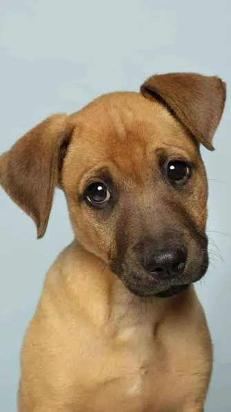 Justiça determina medidas para ampliar proteção animal em União da Vitória