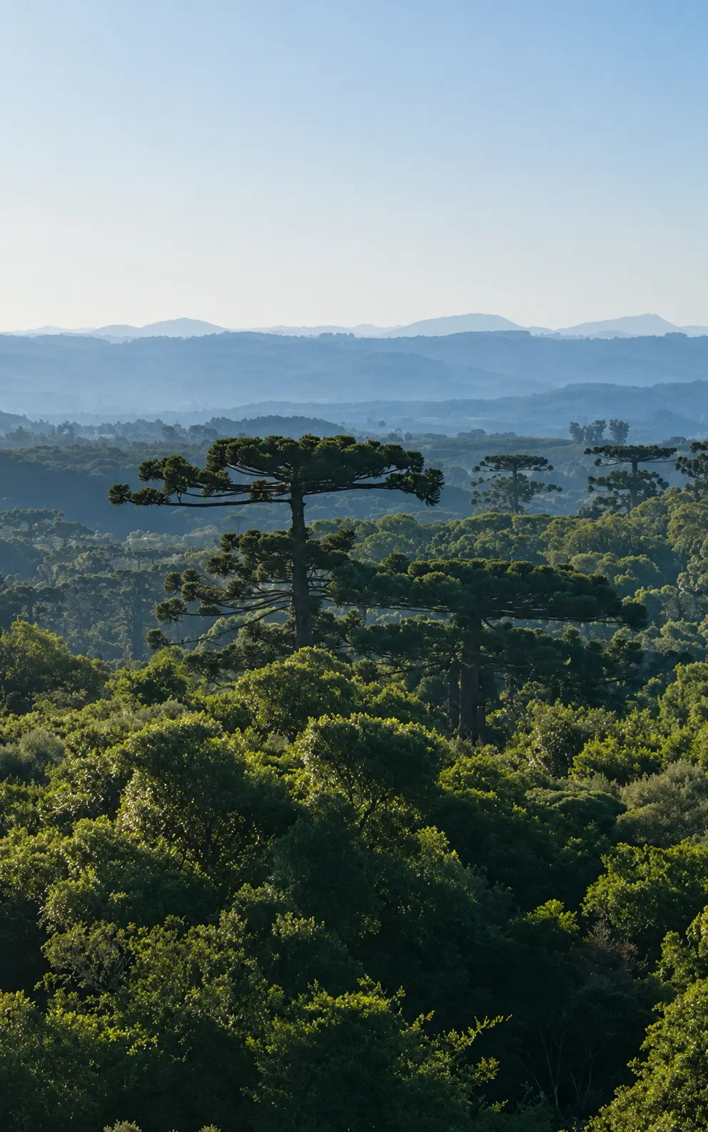 A queda de uma das maiores araucárias do Brasil em Caçador