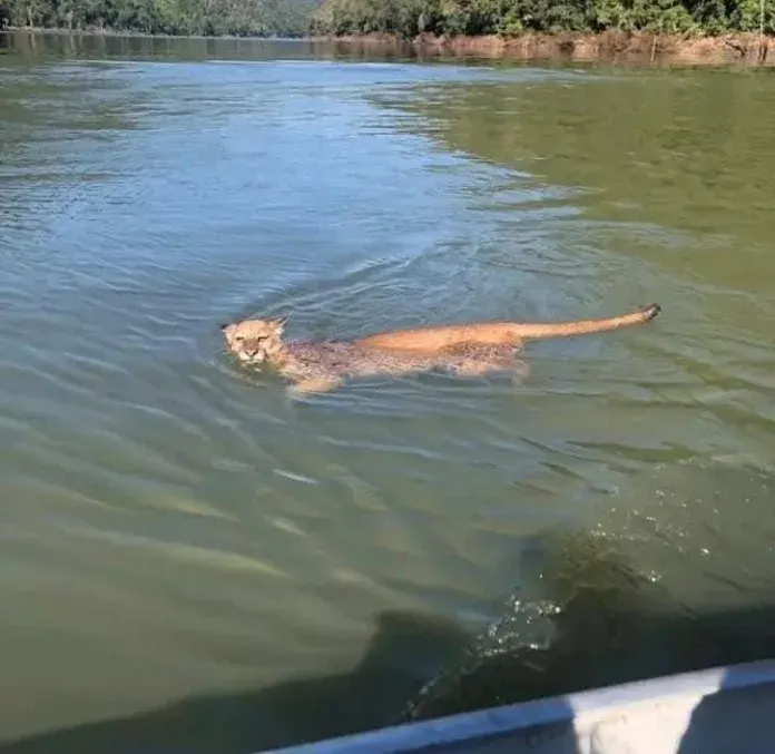 Onça-parda surpreende pescadores ao atravessar o Rio Canoas em Campos Novos 