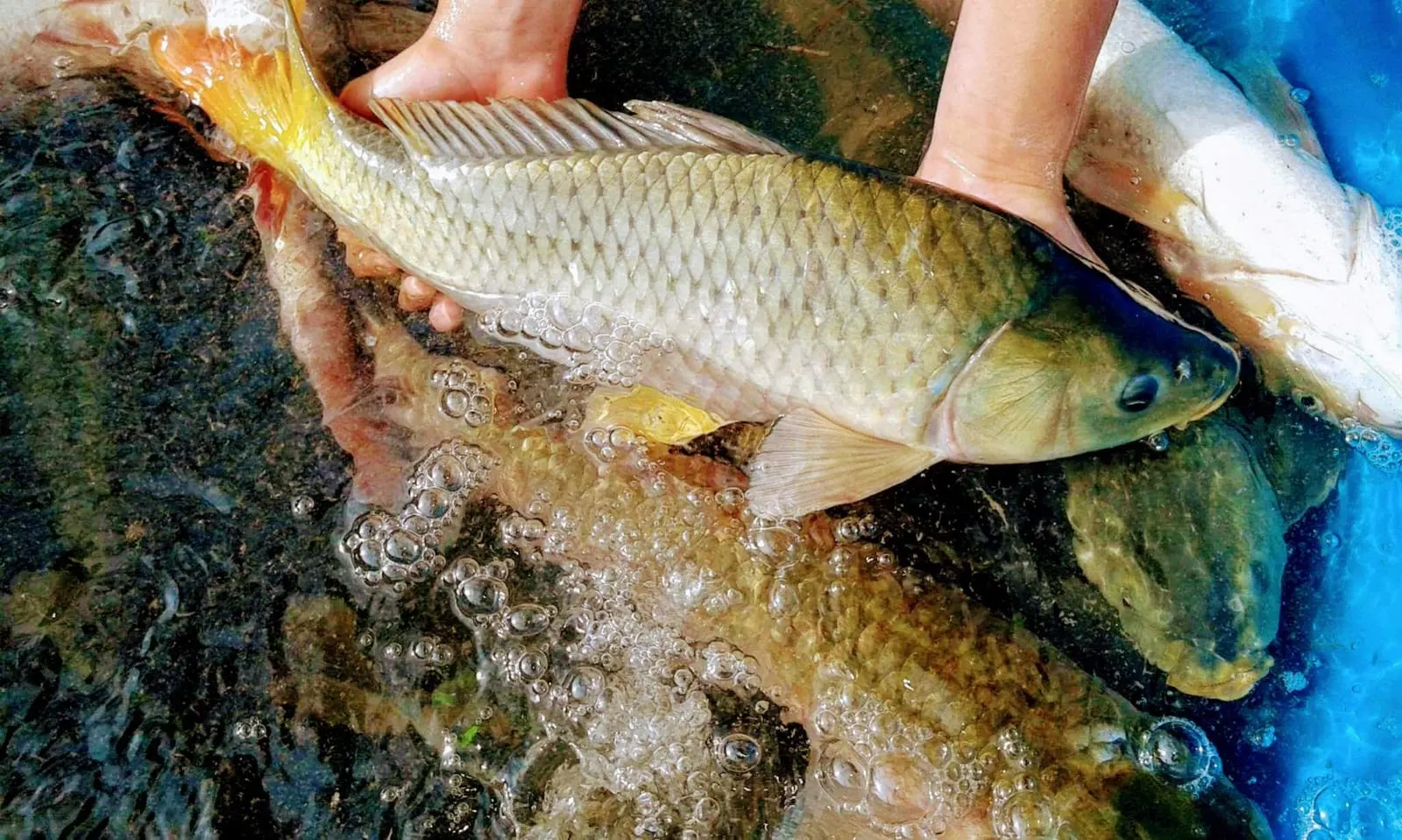 Feiras do Peixe reforçam tradição da Semana Santa em União da Vitória e Porto União
