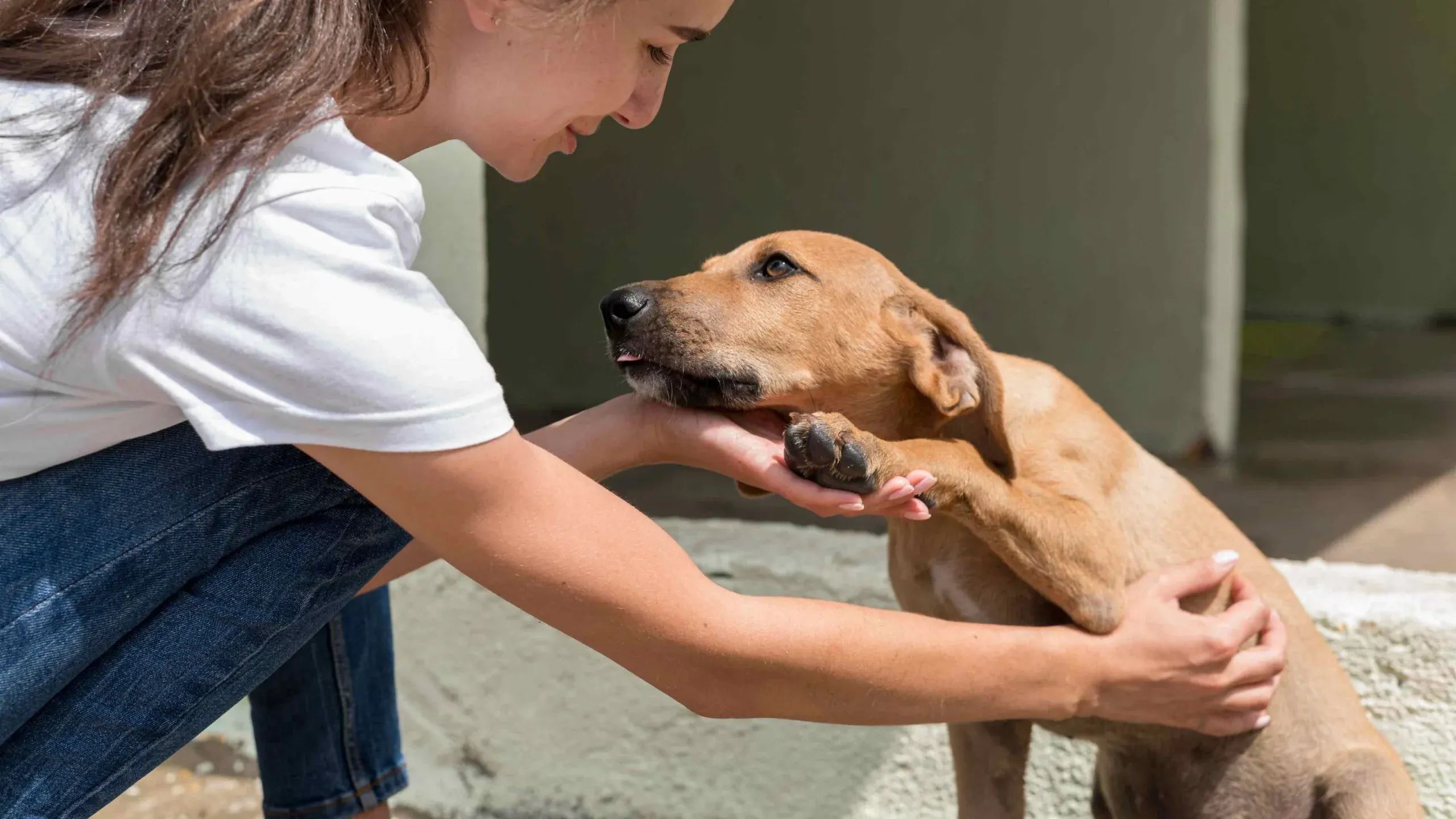 Vanessa Witiuk anuncia projeto para fortalecer políticas de proteção animal em Porto União