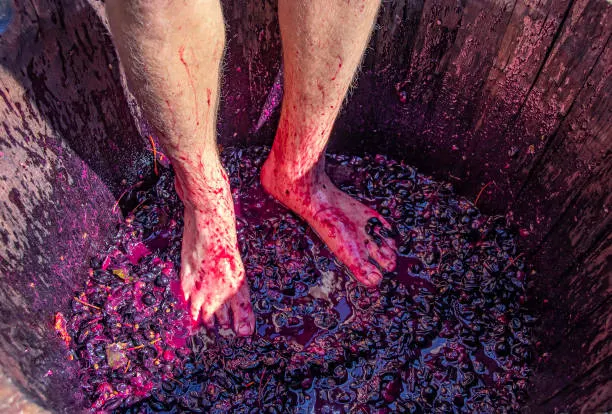 Vinícola Sanber coloca o Brasil entre as melhores experiências turísticas da América Latina
