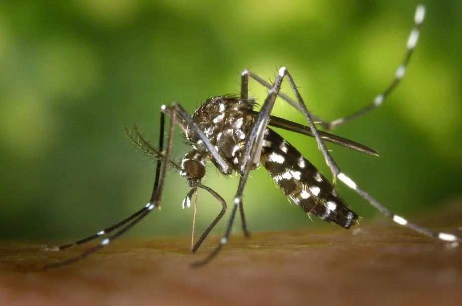 União da Vitória confirma primeiro caso de dengue em 2026