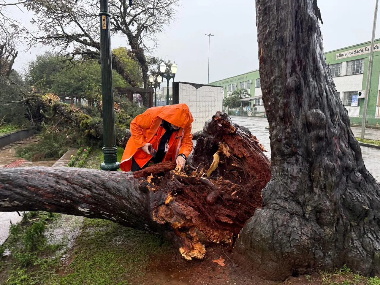 Defesa Civil isola área após queda de cedro na Praça Coronel Amazonas