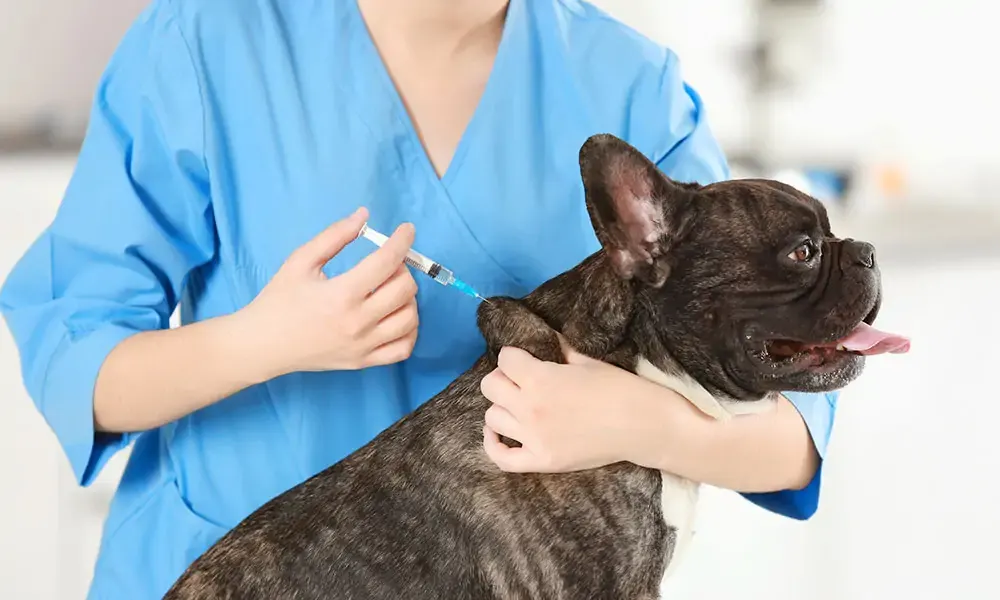 Mutirão de vacinação para pets acontece neste domingo em Porto União