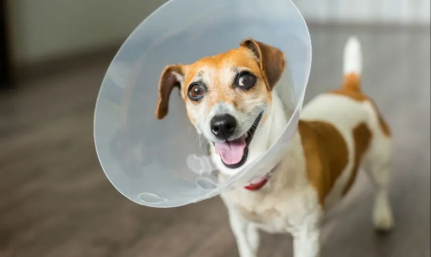 Nova etapa de castração gratuita de cães e gatos será realizada em Porto União