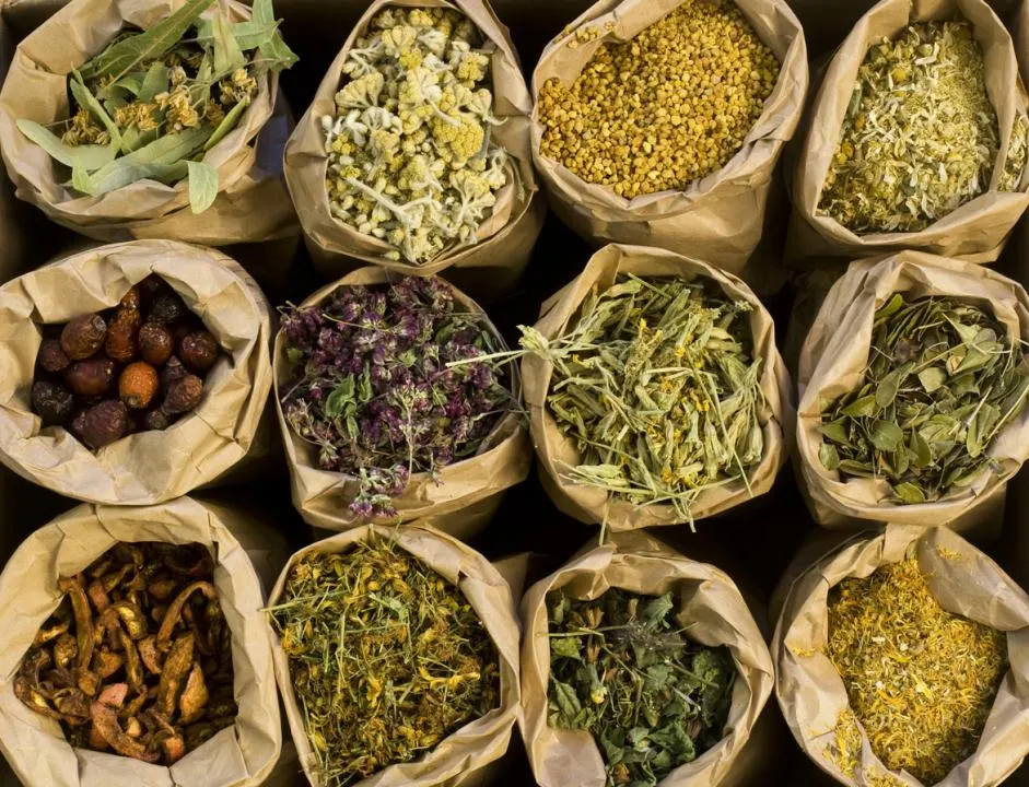 Farmácia Viva promove educação em saúde sobre plantas medicinais para estudantes em Porto União 
